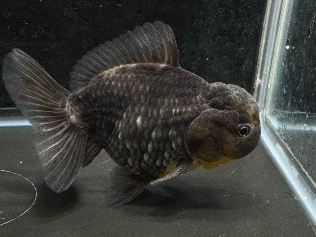 蘭様 5点おまとめ 銀鱗白黒オランダST 15cm | 金魚・熱帯魚専門店 AquaPro.H