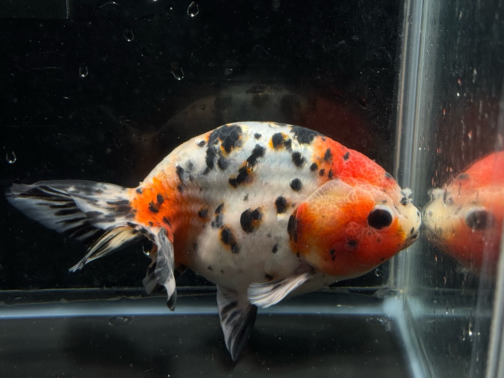 江戸錦 14cm h-1 | 金魚専門店 カハラ