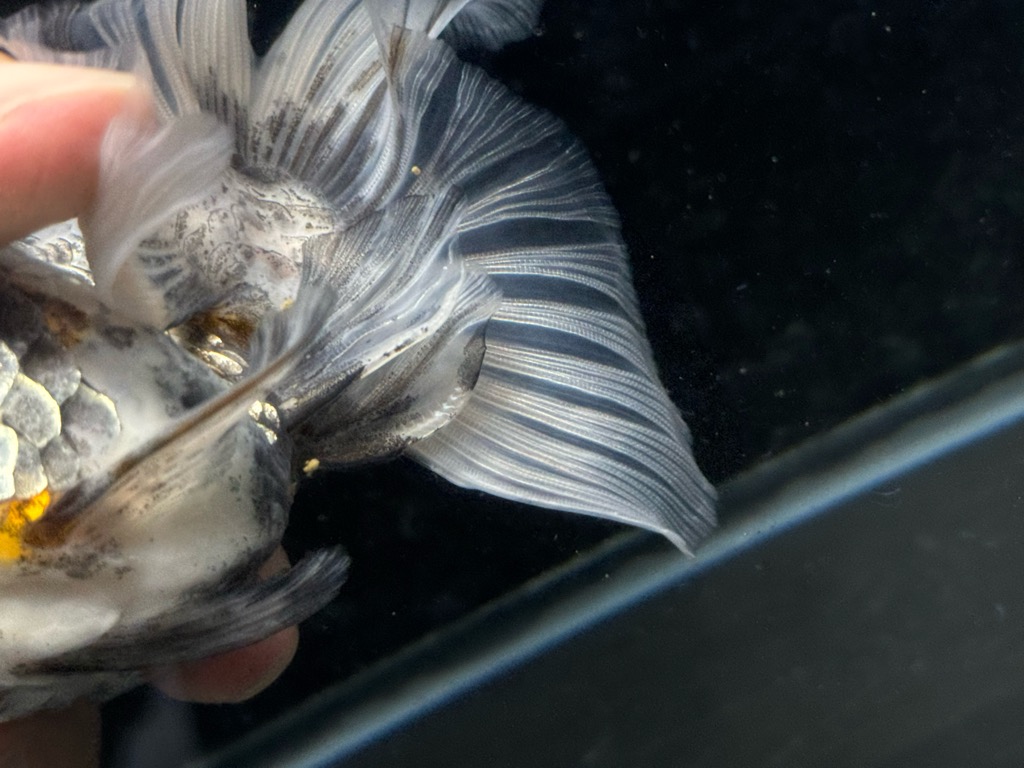 ベアルート金鯱No.5 約20cm トリカラー琉金ショートテール 13.5cm | 金魚専門店 カハラ