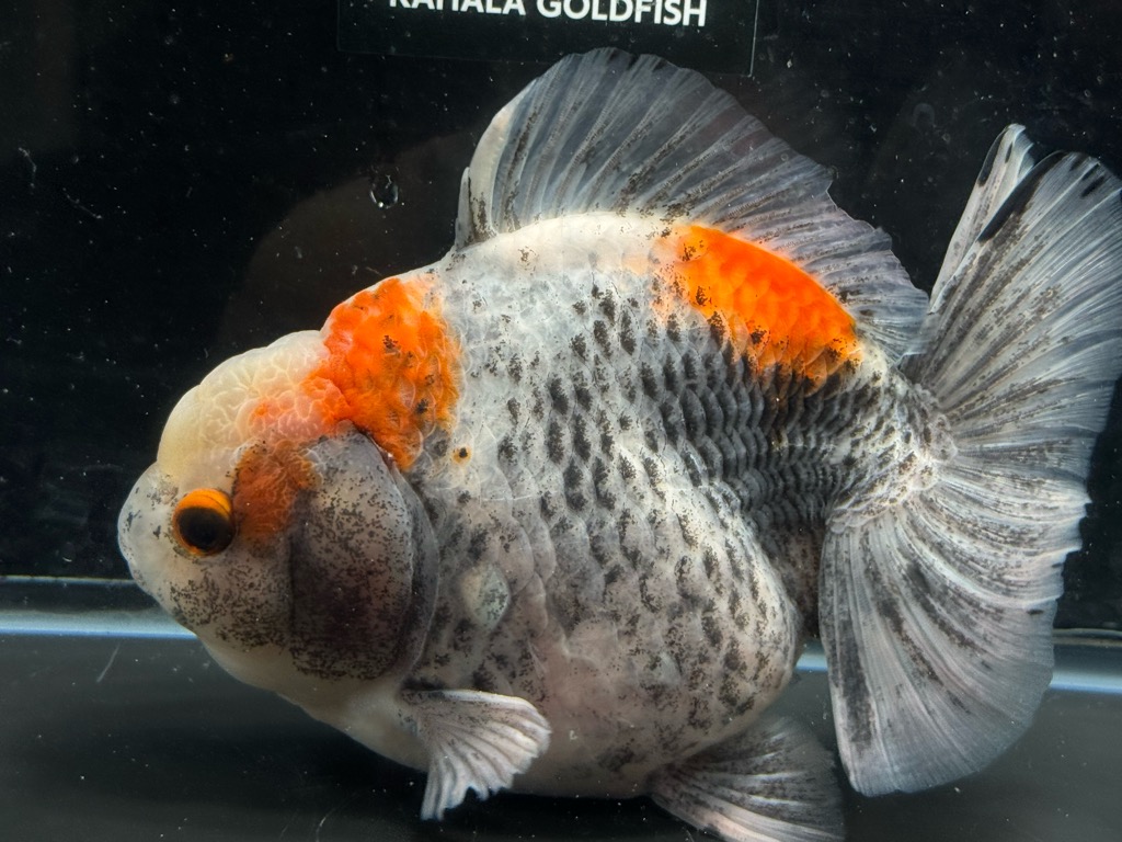 五色オランダショートテール 17cm | 金魚専門店 カハラ