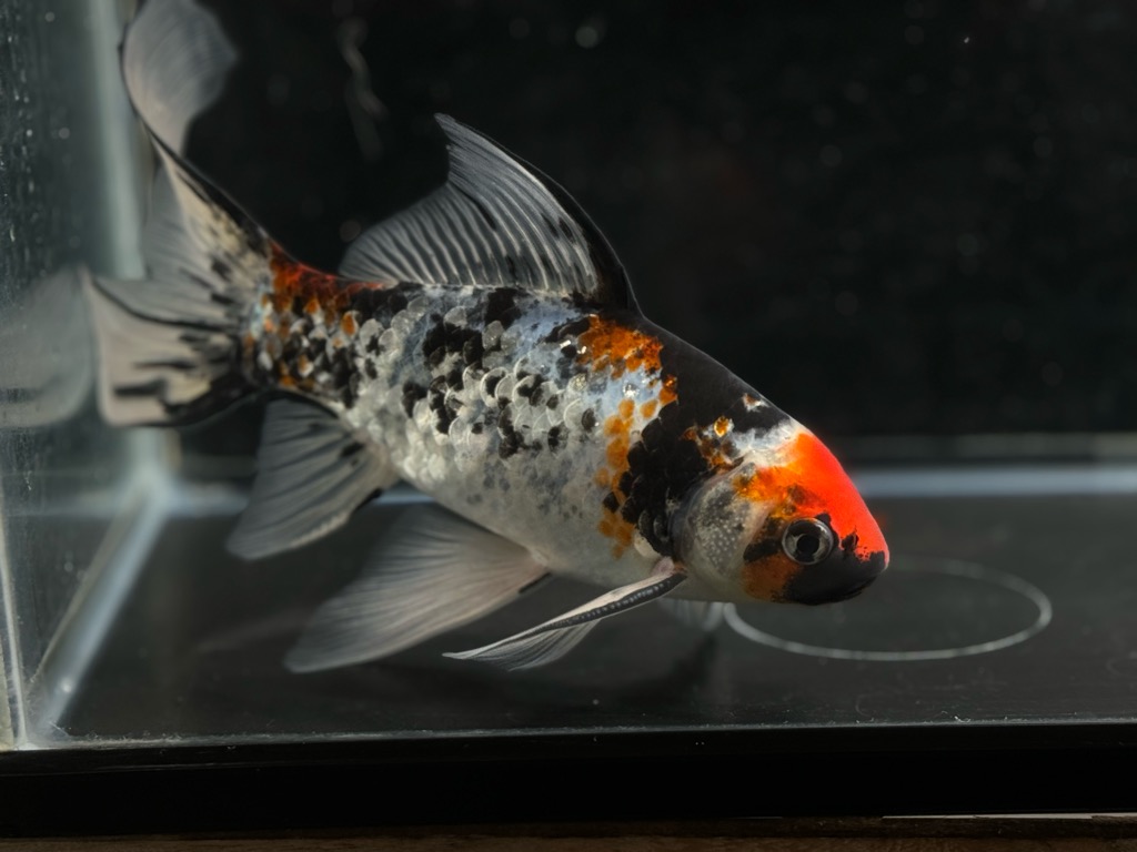 銀鱗朱文金 19cm | 金魚専門店 カハラ