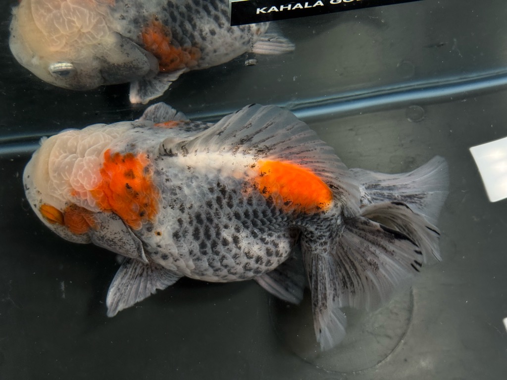 金魚鉢型　オイルランプ　かきあげ　波状紋　約４６cm コバルト　赤橙 金赤かきあげ丸笠青油壺台ランプ Z-I – 古福庵 [ KOFUKUAN