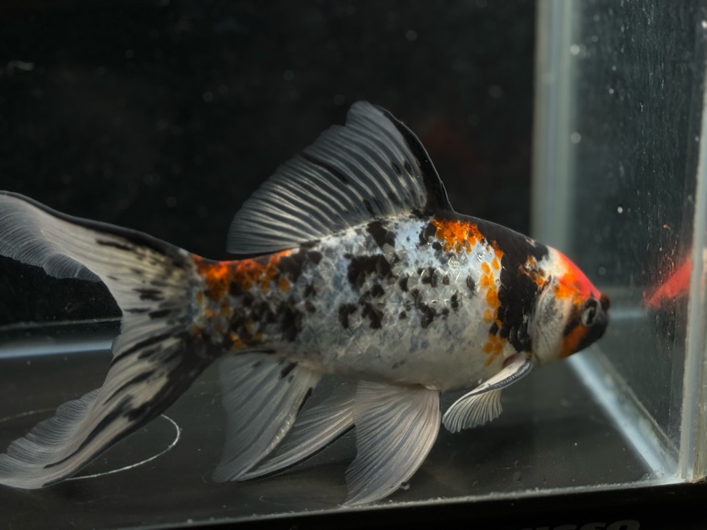 銀鱗朱文金 19cm | 金魚専門店 カハラ