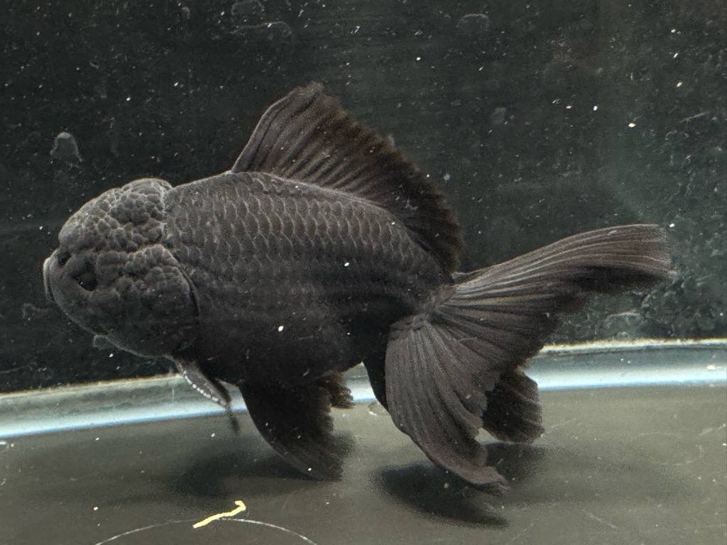 黒オランダ 13cm | 金魚専門店 カハラ
