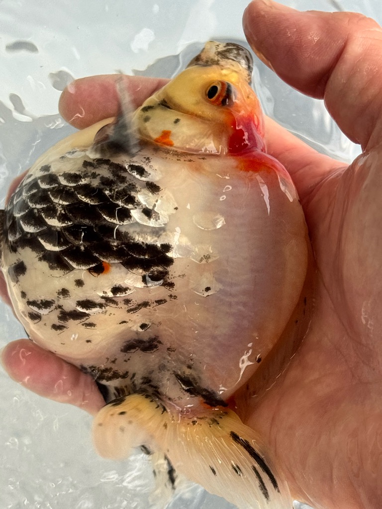 トリカラー琉金ショートテール 13.5cm | 金魚専門店 カハラ