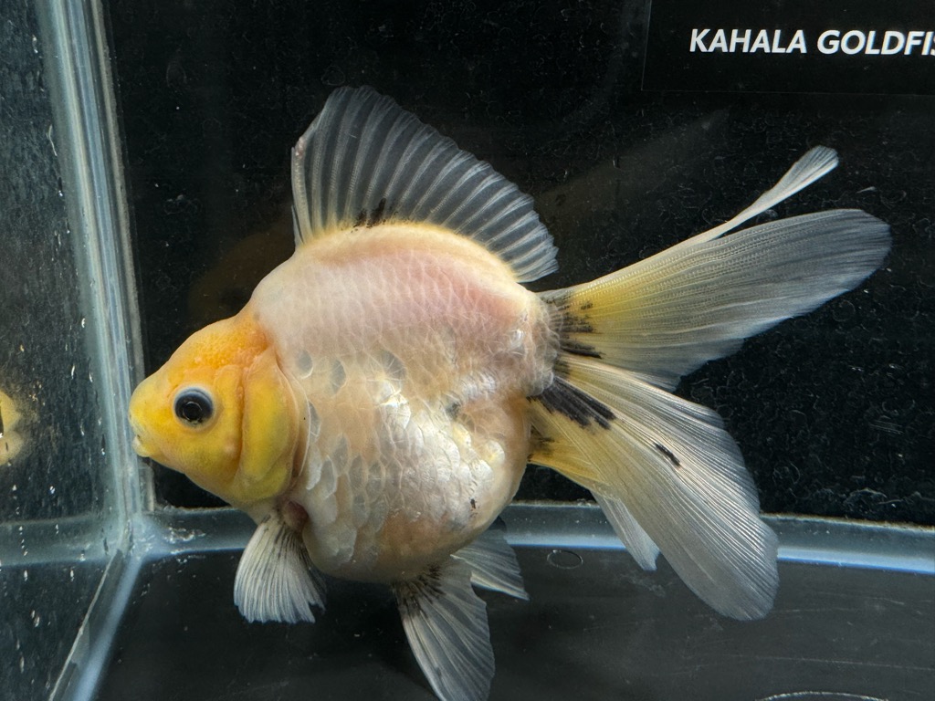 白黒琉金 15cm | 金魚専門店 カハラ