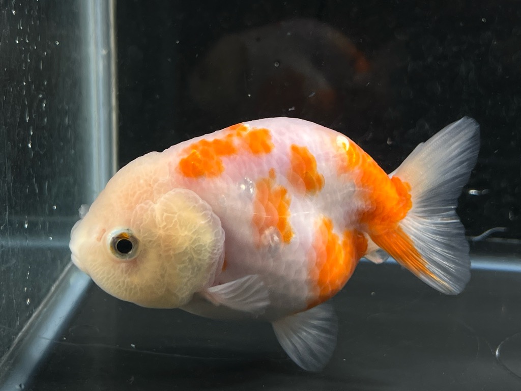 桜錦11cm - 魚類、水生生物