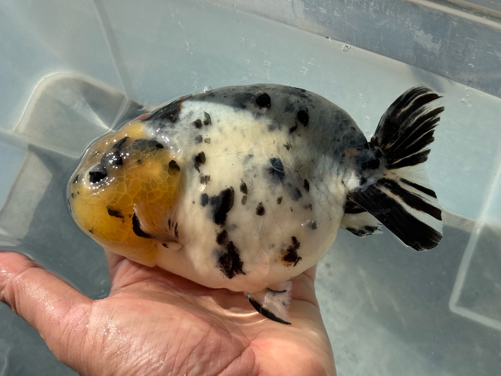 白黒らんちゅう | 金魚専門店 カハラ