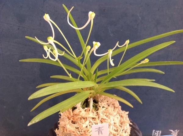 富貴蘭 書物 田口源夫著書 富貴蘭 』 田口源夫 編著 池田書店