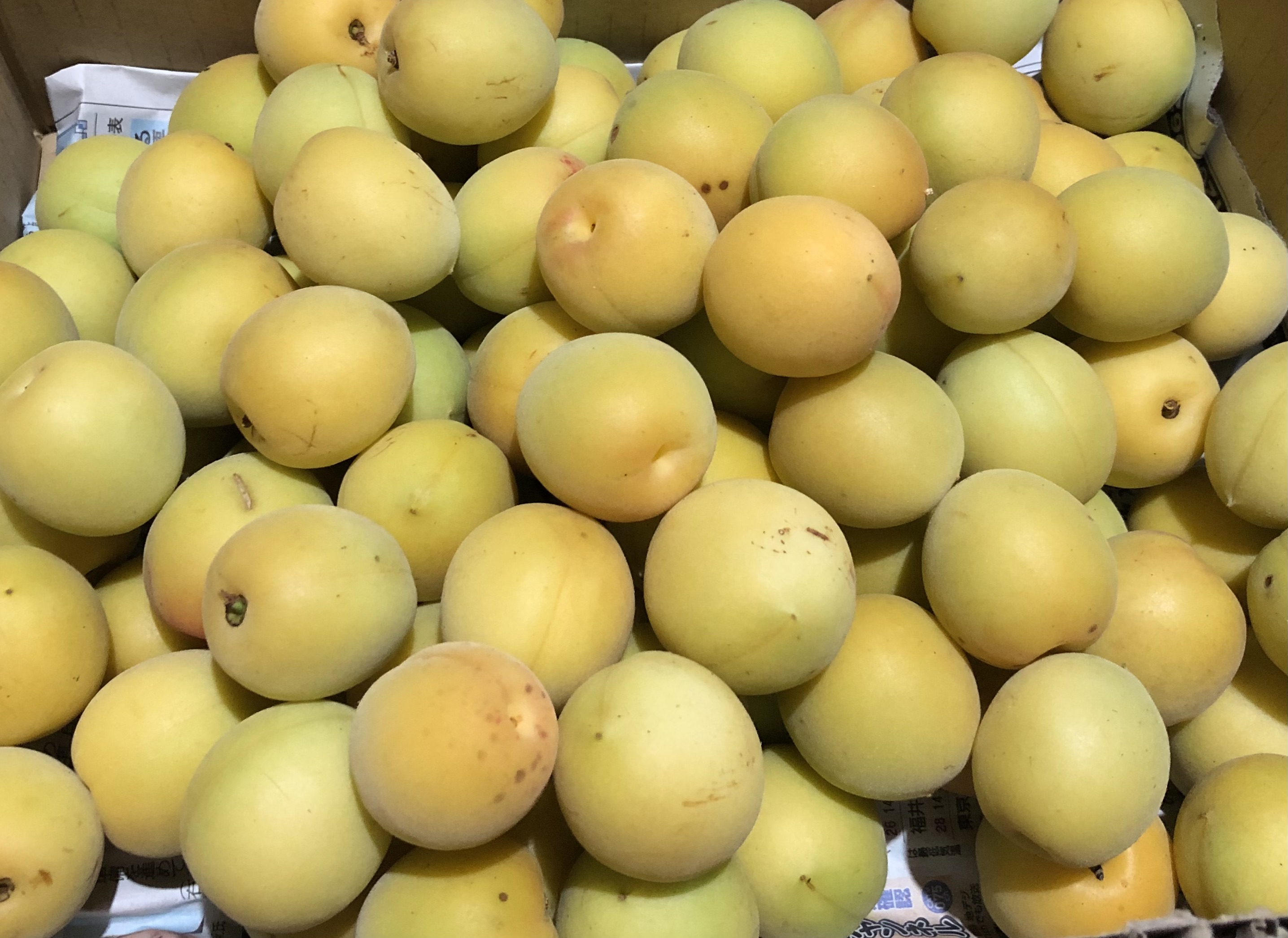 自然栽培の完熟梅(手摘み) | 自然農園「もと屋」 ～ 自然の恵みと土の