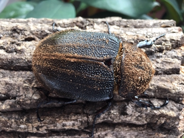 原名亜種ヘラクレスヘラクレス♀ ヘラクレスオオカブト | NAGUS BEETLE