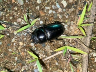 天然 新潟県レア産地 オオクワガタ♀ 43ｍｍ | NAGUS BEETLE