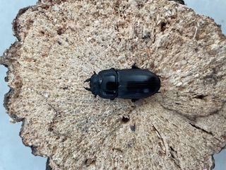 天然 新潟県レア産地 オオクワガタ♀ 32ｍｍ | NAGUS BEETLE