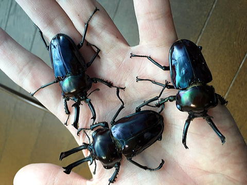 ナグスブルー ニジイロクワガタ ブルーペア | NAGUS BEETLE