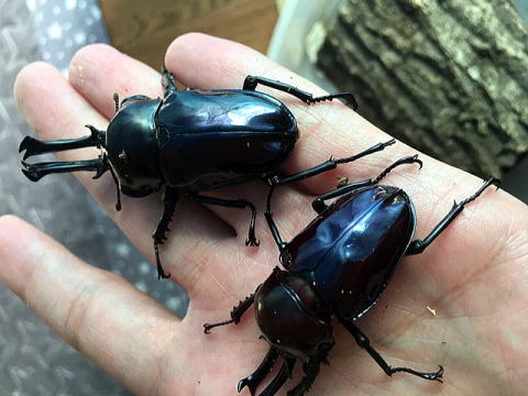 貴重！ニジイロクワガタ ブルー血統幼虫３匹セット | NAGUS BEETLE