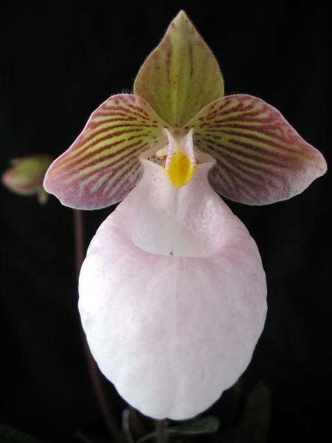 Paphiopedilum.micranthum原種 ミクランサム | NAGUS NURSERY