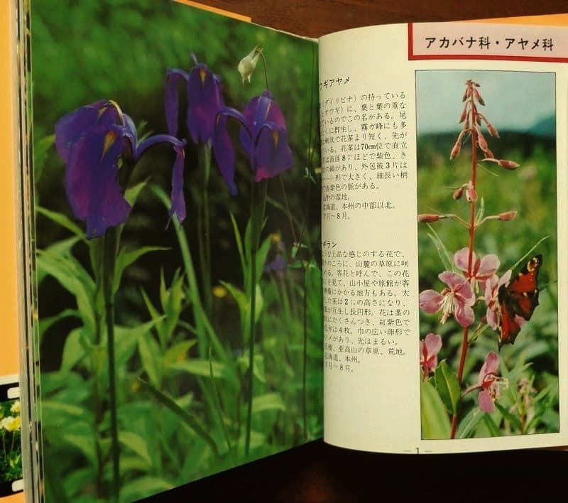 髙山植物の花(高山植物・ハイライト ) : カラー・ポケット・ブックス