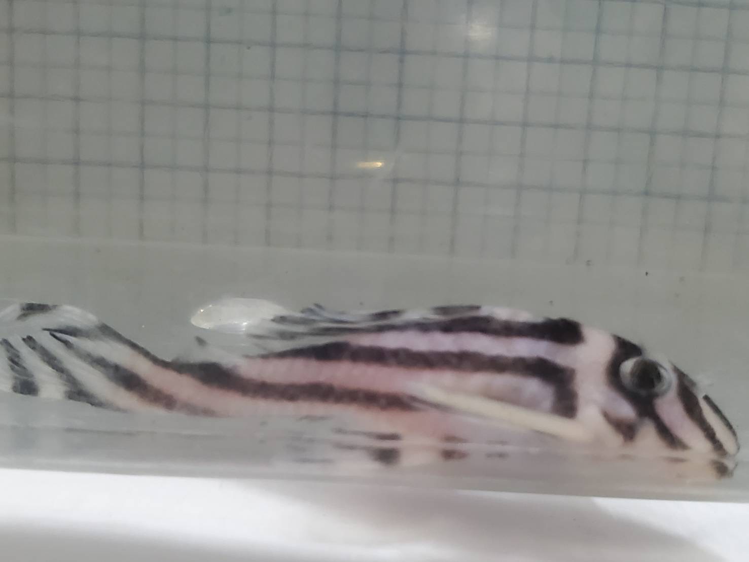 究極の魅力と愛　プラクンペーン特別版　妊婦骨灰　隠者遺灰　ルアンプーウドムサップ インペリアルゼブラ•プレコ （ブリード） 6.5㎝前後（雌）【産卵