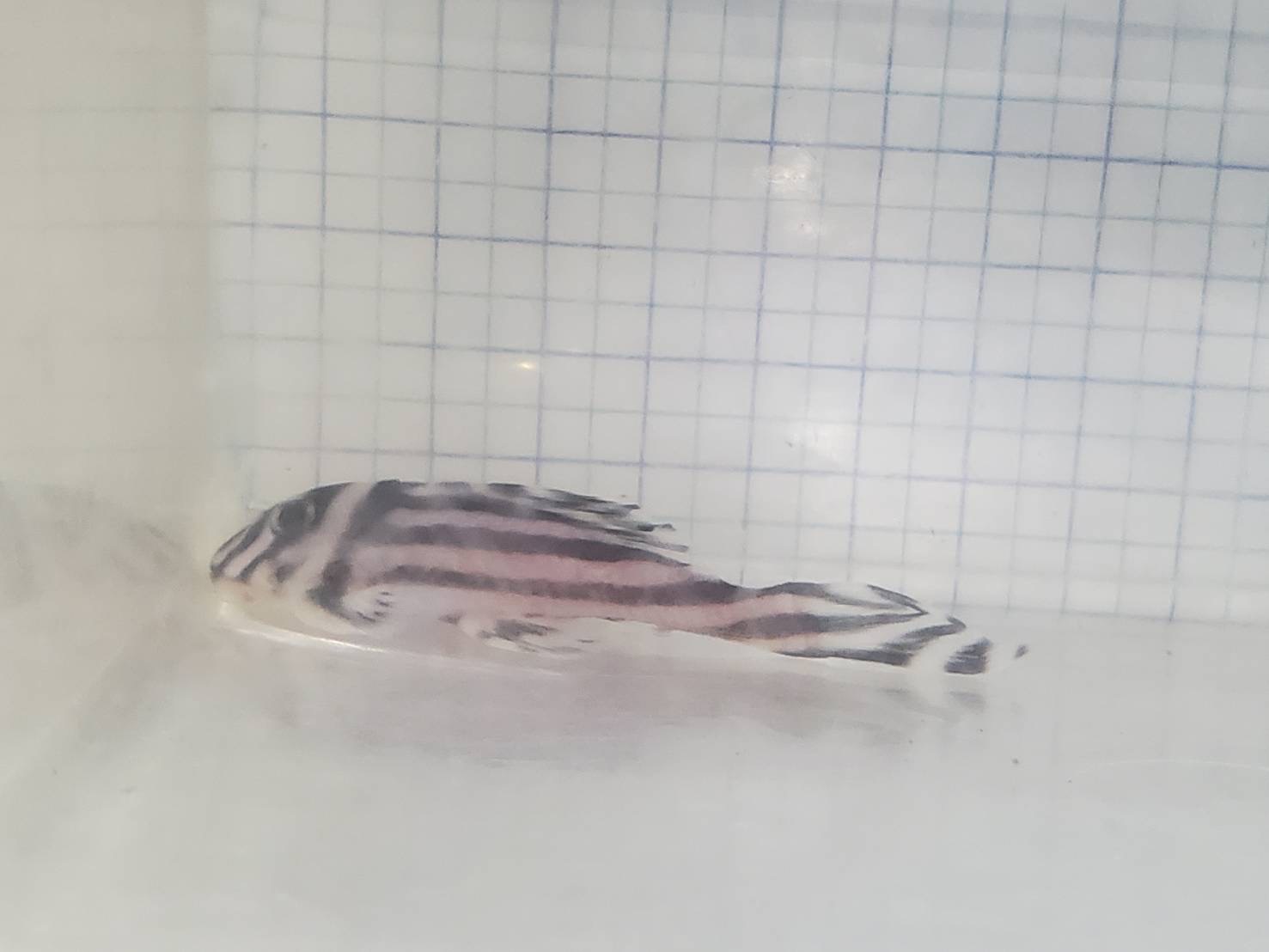 インペリアルゼブラ•プレコ （ブリード） 6.5㎝前後（雌）【産卵