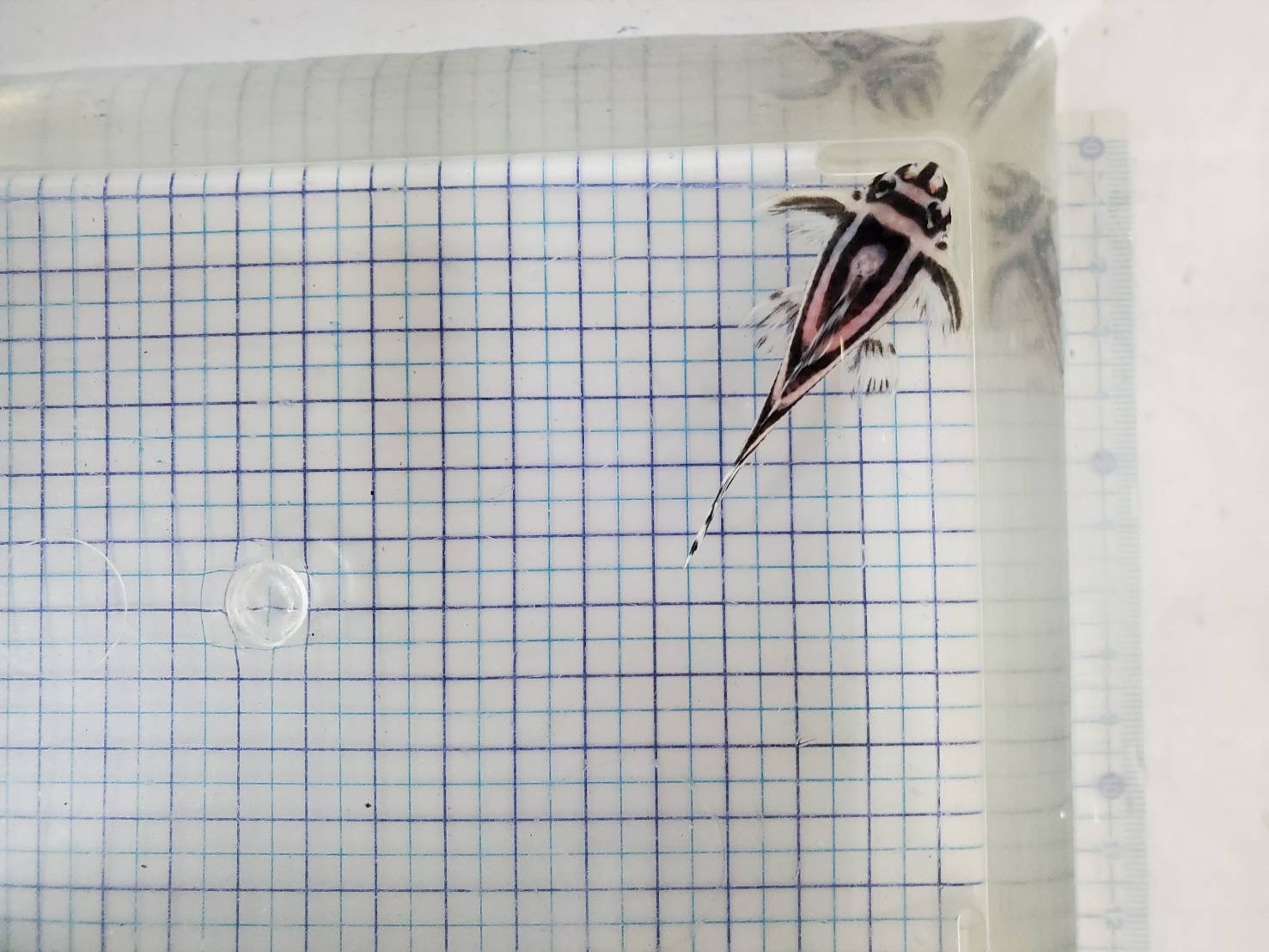 インペリアルゼブラ•プレコ （ブリード） 6.5㎝前後（雌）【産卵