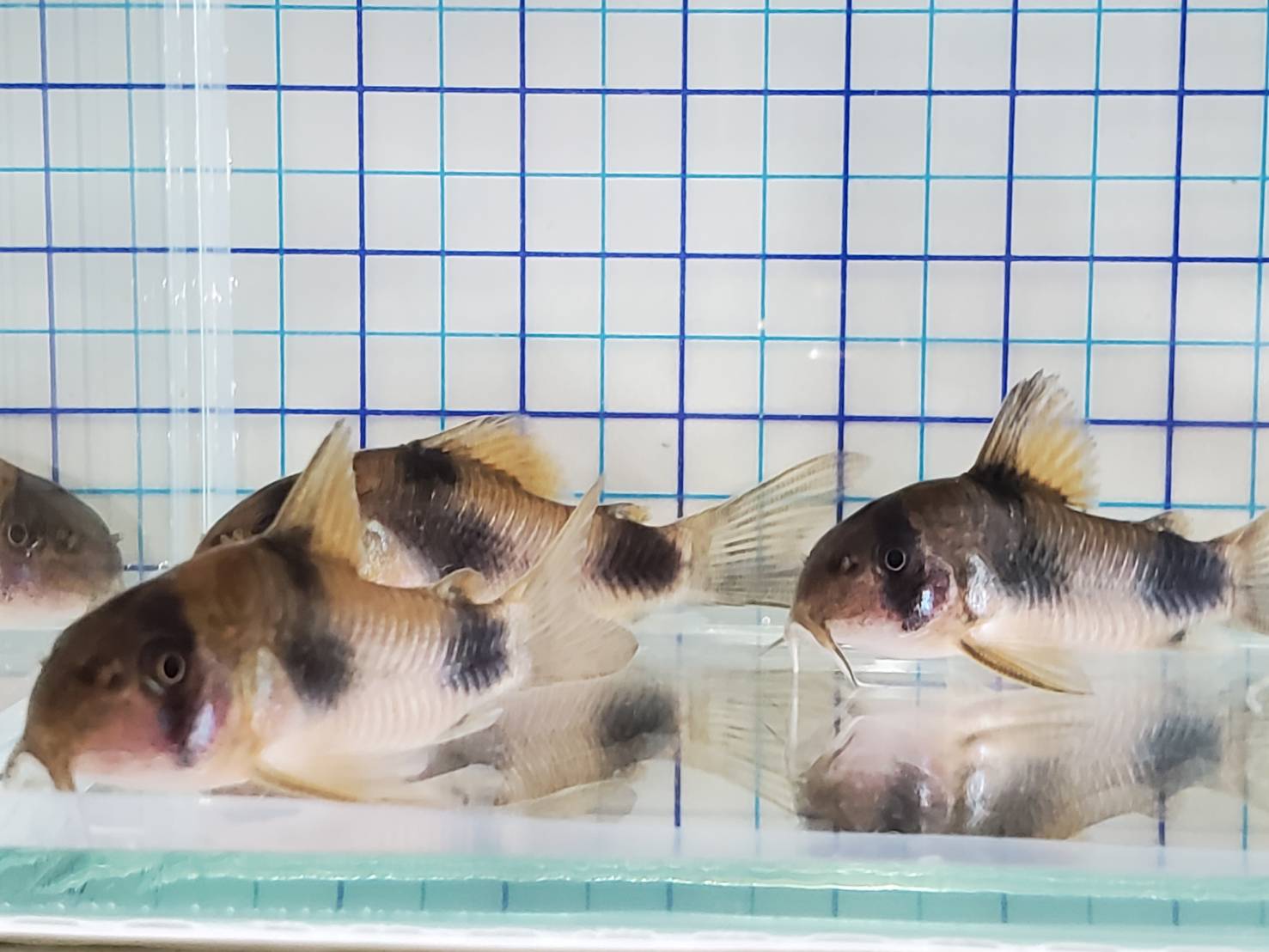 コリドラス ワイツマニー 【ブリード】 4.0cm〜4.5cm 2匹セット | 人魚 