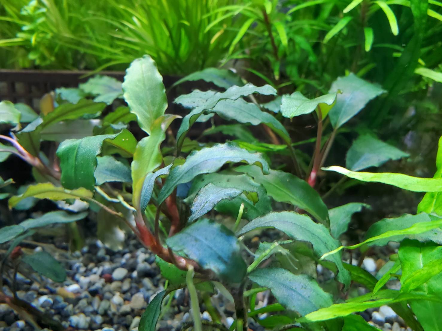 ブセファランドラ ダークブルー | 人魚苑ネットショップ