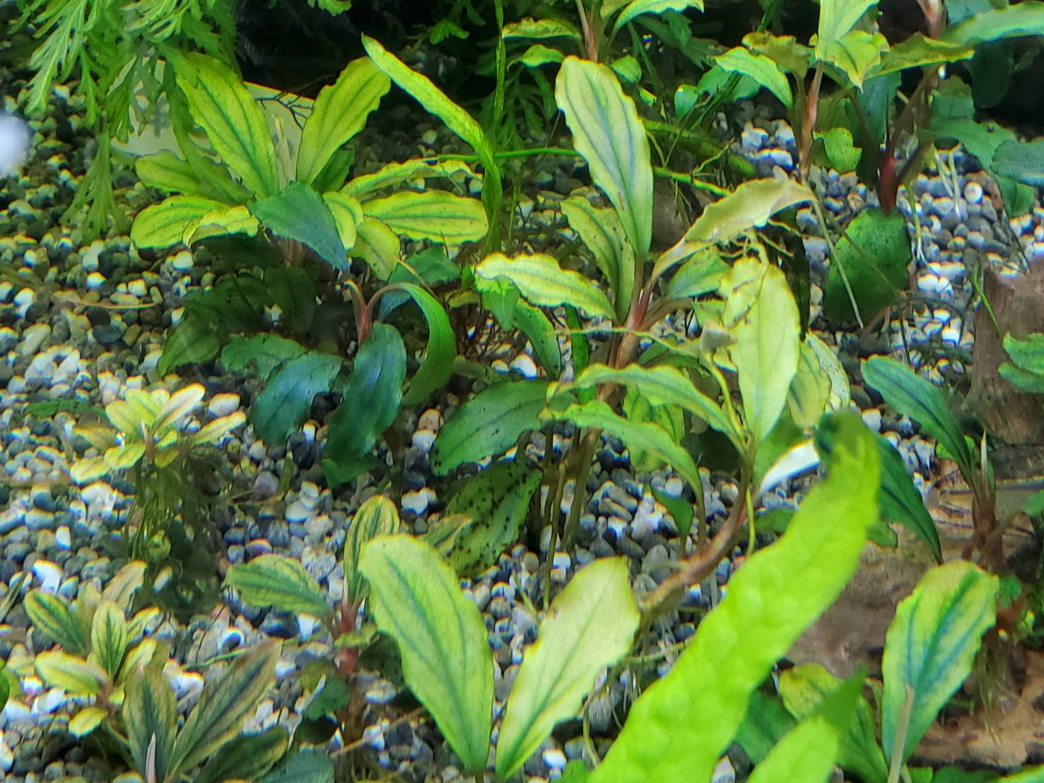 ブセファランドラ ダークブルー | 人魚苑ネットショップ