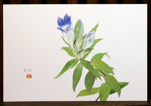 絵はがき（秋）「竜胆」 | 外山康雄 野の花館オンラインショップ