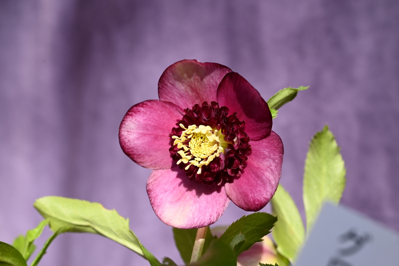 ㉖-113クリスマスローズ クリスマスローズ開花株 113 - North Village クリスマスローズ専門店