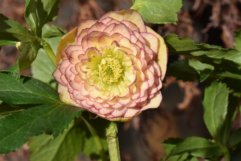 クリスマスローズ 八咫烏交配ブラック 加藤農園 - 植物/観葉植物