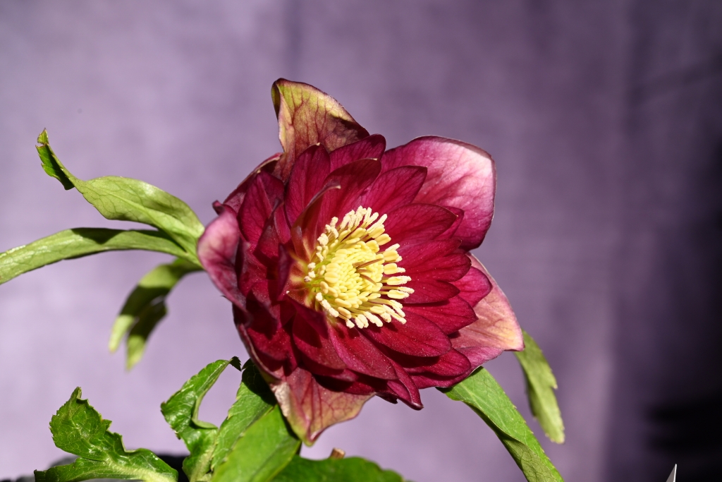 クリスマスローズ開花株 71 - North Village クリスマスローズ専門店