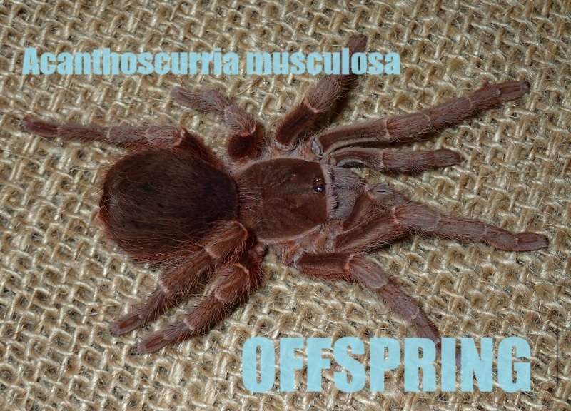 5㎝ ブラジリアンブラックベルベット【Acanthoscurria musculosa】 | OFFSPRING (オフスプリング) タランチュラ、爬虫類、両生類の販売  (通販)