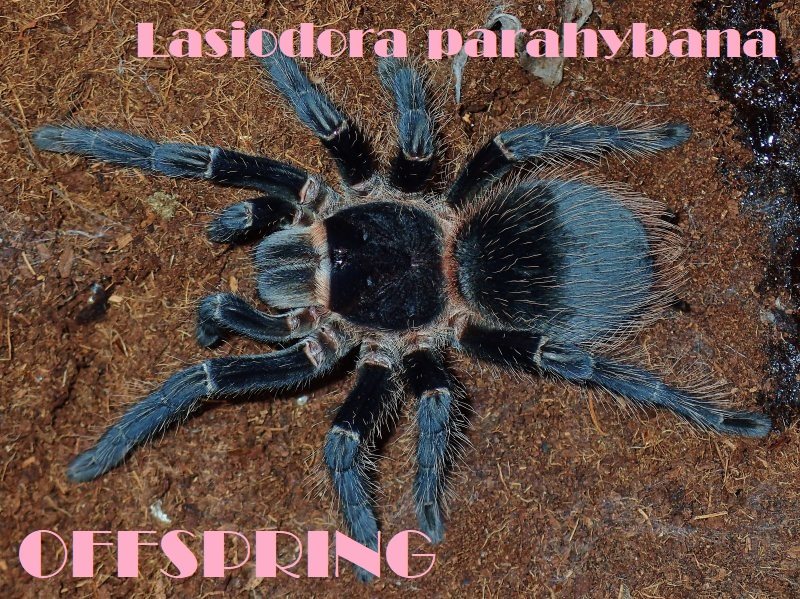 2.5cm ブラジリアンサーモンピンク【Lasiodora parahybana】 | OFFSPRING (オフスプリング) タランチュラ、爬虫類、両生類の販売  (通販)