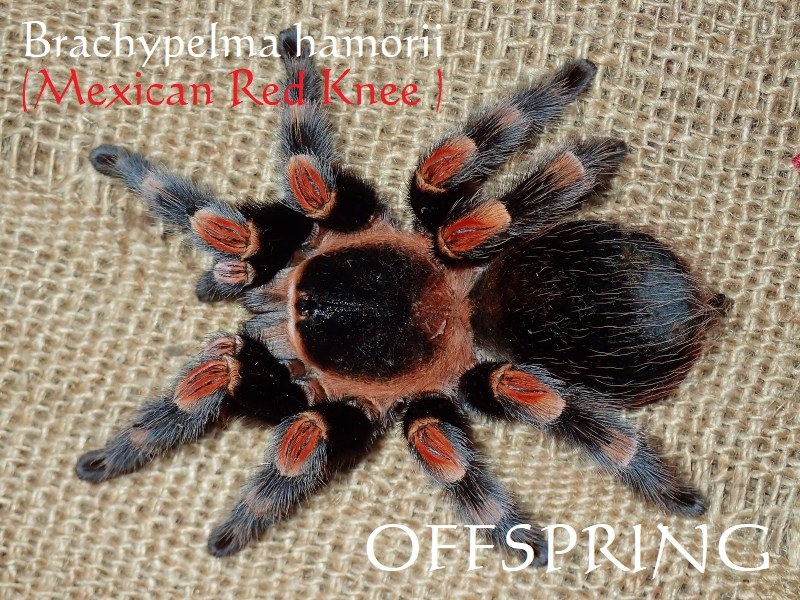 4.5-5cm メキシカンレッドニー【Brachypelma hamorii】「正規輸入品」 | OFFSPRING (オフスプリング) タランチュラ、爬虫類、両生類の販売  (通販)