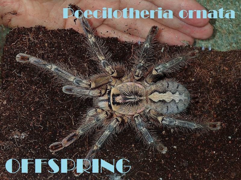 4-5cm フリンジドオーナメンタル【Poecilotheria ornata】「正規輸入品 
