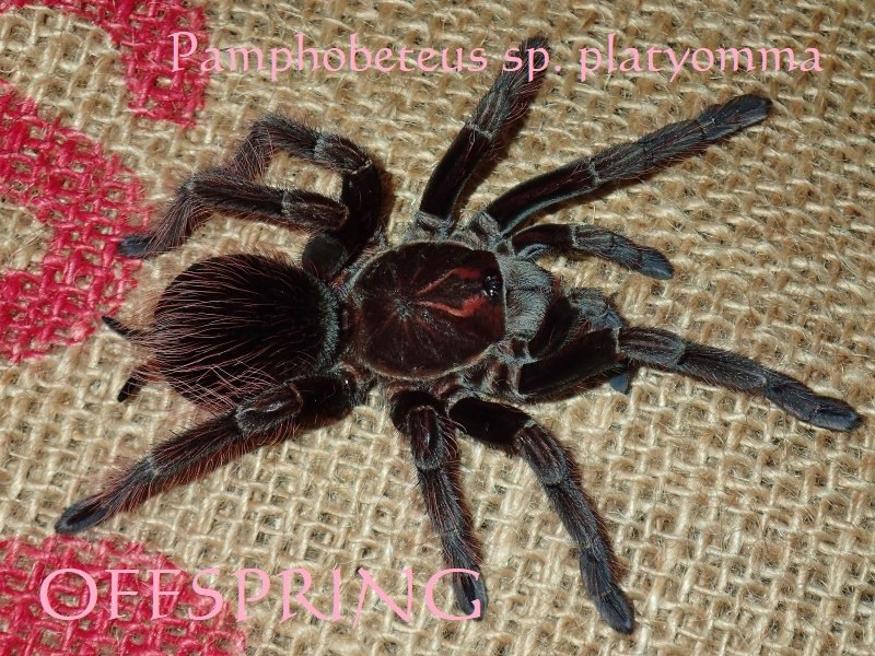 Pa○4-5cm ブラジリアンピンクブルーム【Pamphobeteus sp. platyomma