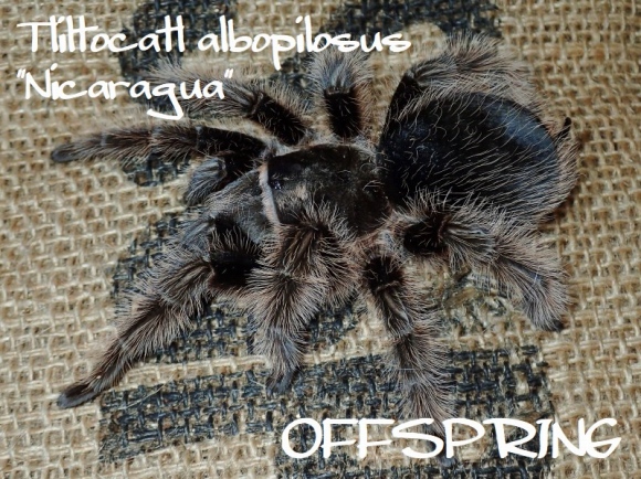 1.5-2cm カーリーヘアー【Tliltocatl albopilosus（ex.Brachypelma）ニカラグア産】 | OFFSPRING  (オフスプリング) タランチュラ、爬虫類、両生類の販売 (通販)