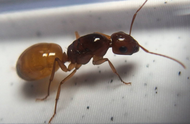 コハクオオアリ Camponotus fedtschenkoi - オリアリ工房