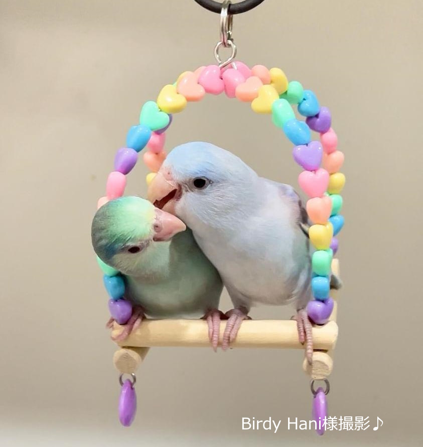 専用ページ】鈴鳥ブランコgray かWhite 選べるカラーフィンチ用 