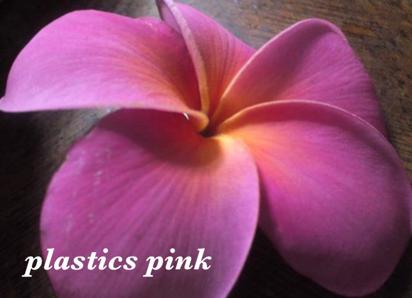 プルメリア屋内に移動！ - プルメリアガーデン プルメリア ロイヤルハワイアン 冬越し実生苗 15