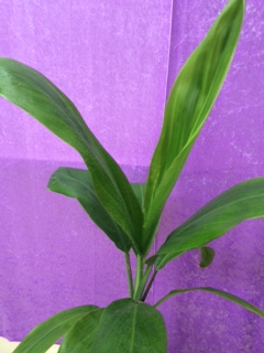 ティーリーフ鉢植え( 送料無料 | プルメリアガーデン沖縄