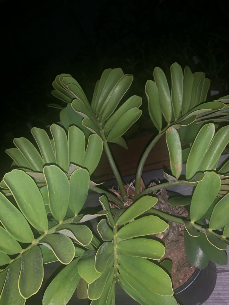 メキシコザミア斑入り 斑入りザミア 斑入りソテツ 黄金ソテツ 斑入り