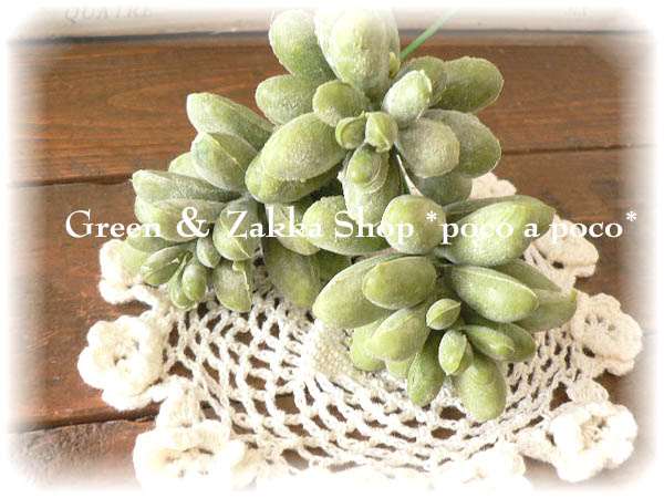 natural*多肉植物*ぷっくりセダム | Green＆Zakka shop *poco a