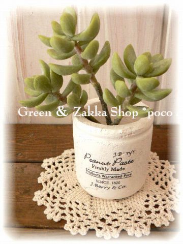 その他多肉植物 natural 855現物 多肉植物 ヌダ錦 | Pay ID