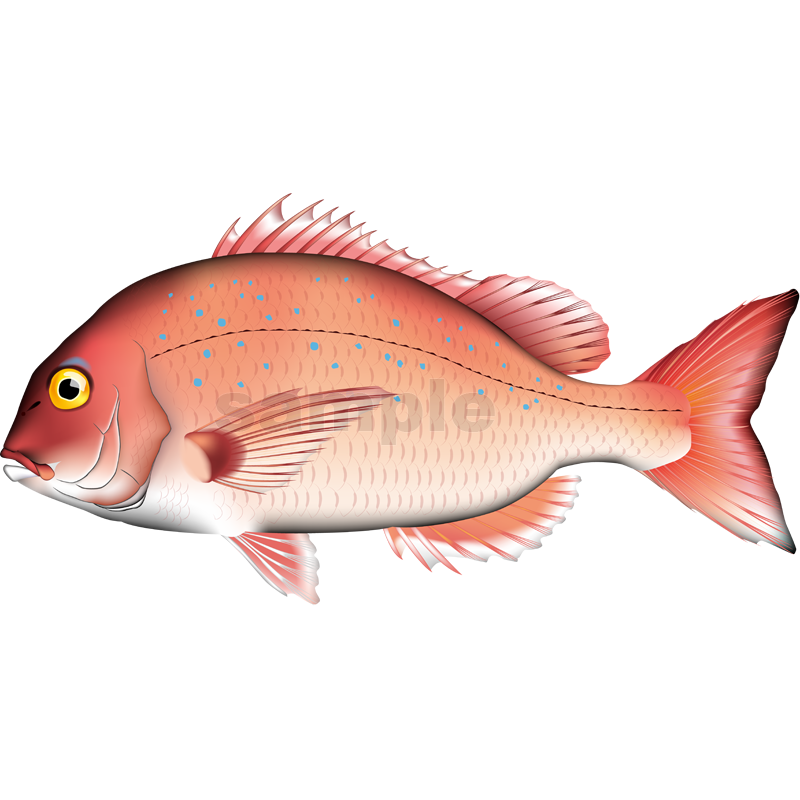 マダイ（真鯛） イラスト Adobe Illustrator ベクターAI形式 (CMYK