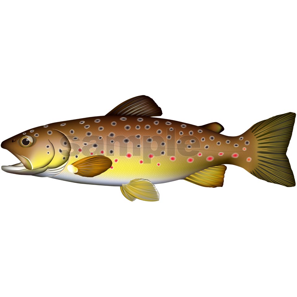 ブラウントラウト イラスト Adobe Illustrator ベクターAI形式 (カラー