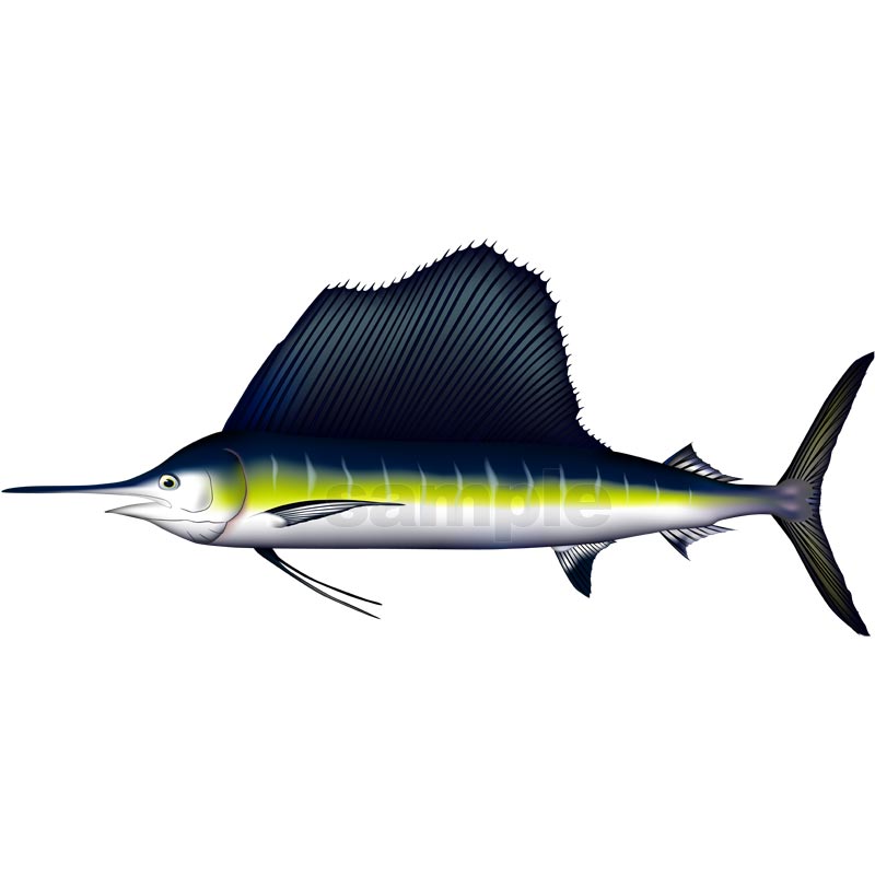 バショウカジキ イラスト Adobe Illustrator ベクターAI形式 (CMYK