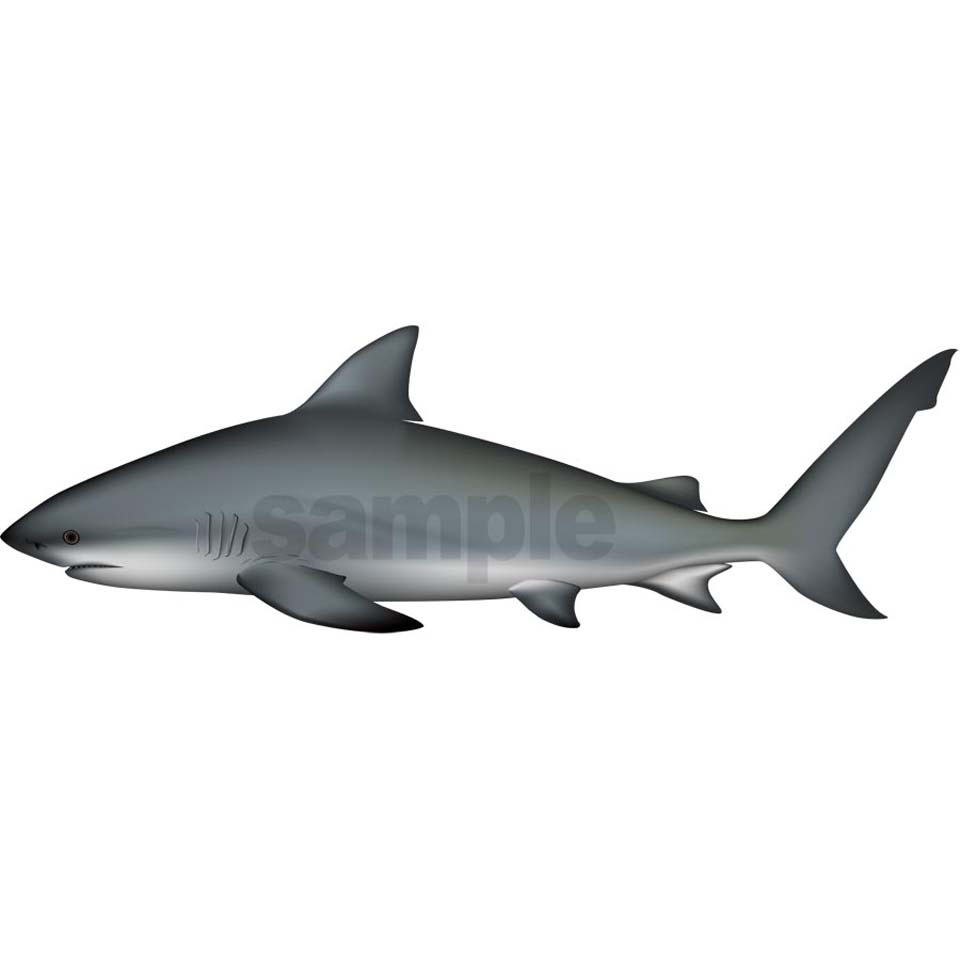 サメ(オオメジロザメ)イラスト ベクターAI形式 (カラーCMYK) | あと