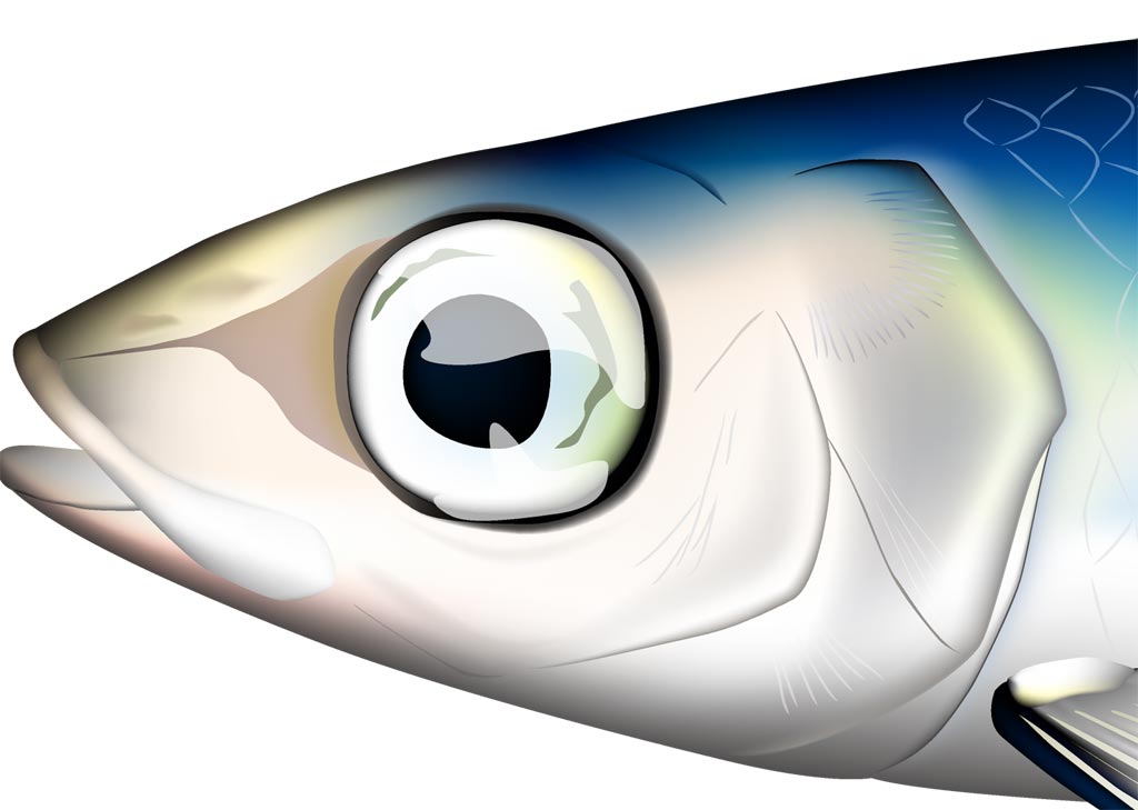 ウルメイワシ イラストAdobe Illustrator ベクターAI形式 CMYK | あと