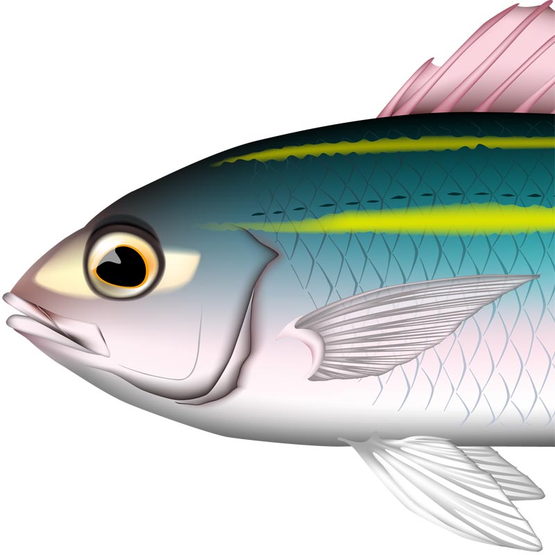 タカサゴ (地方名グルクン) イラスト Adobe AI形式 (CMYK) | あとりえ